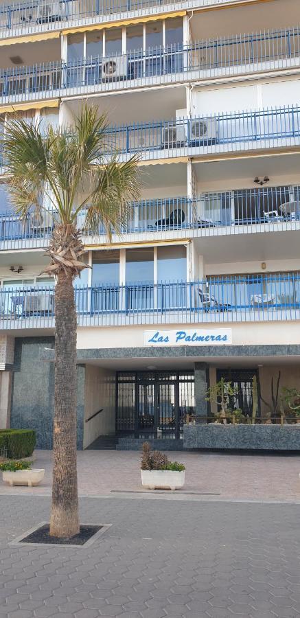 Palmeras 6 If Benidorm