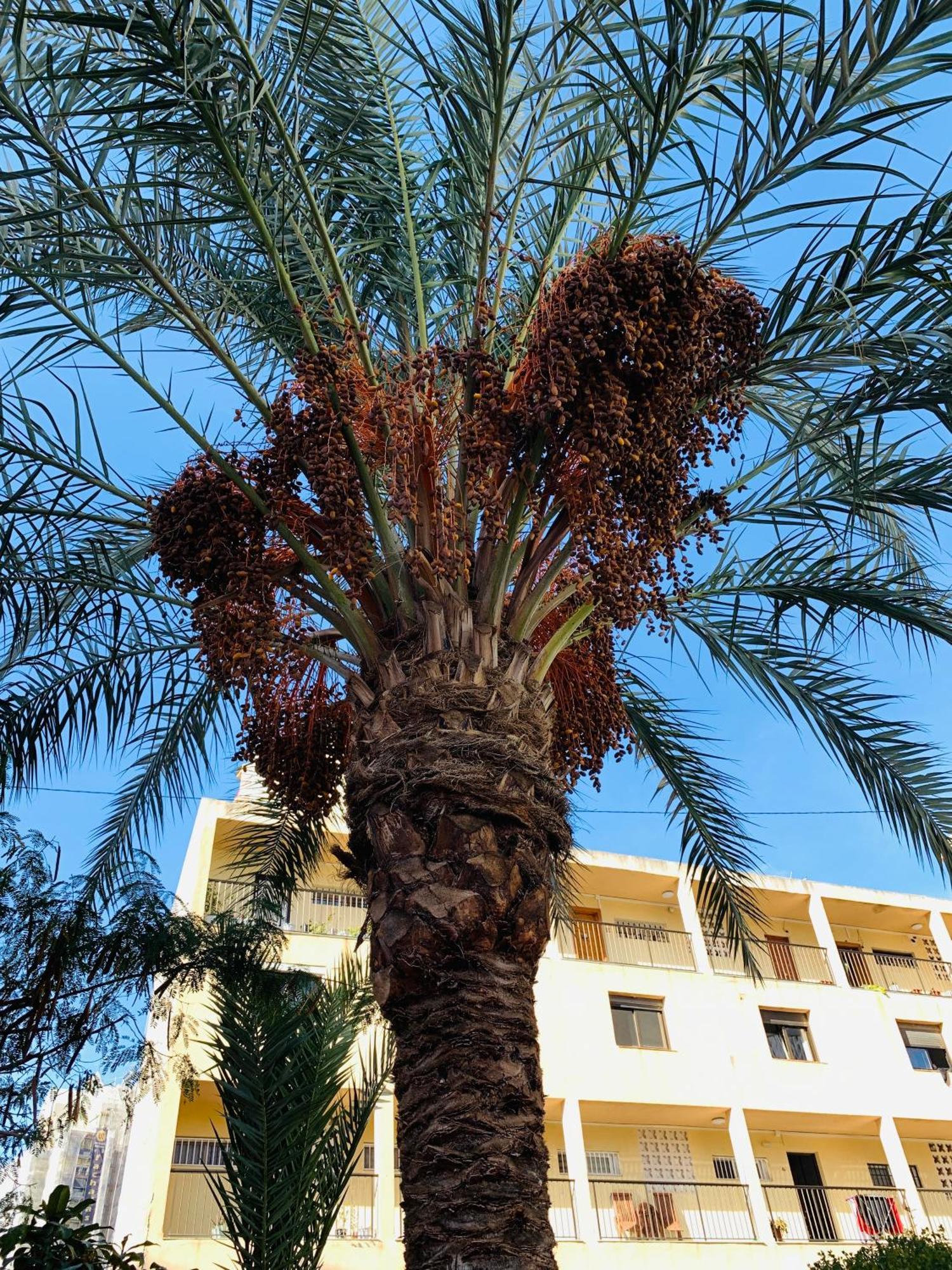 Marabu Appartement Benidorm
