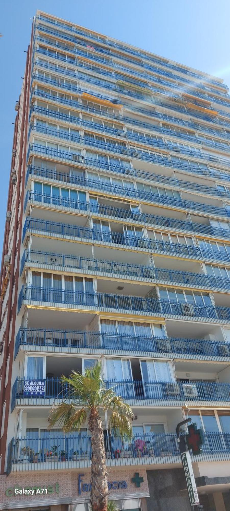 Palmeras 1° Linea Playa Benidorm