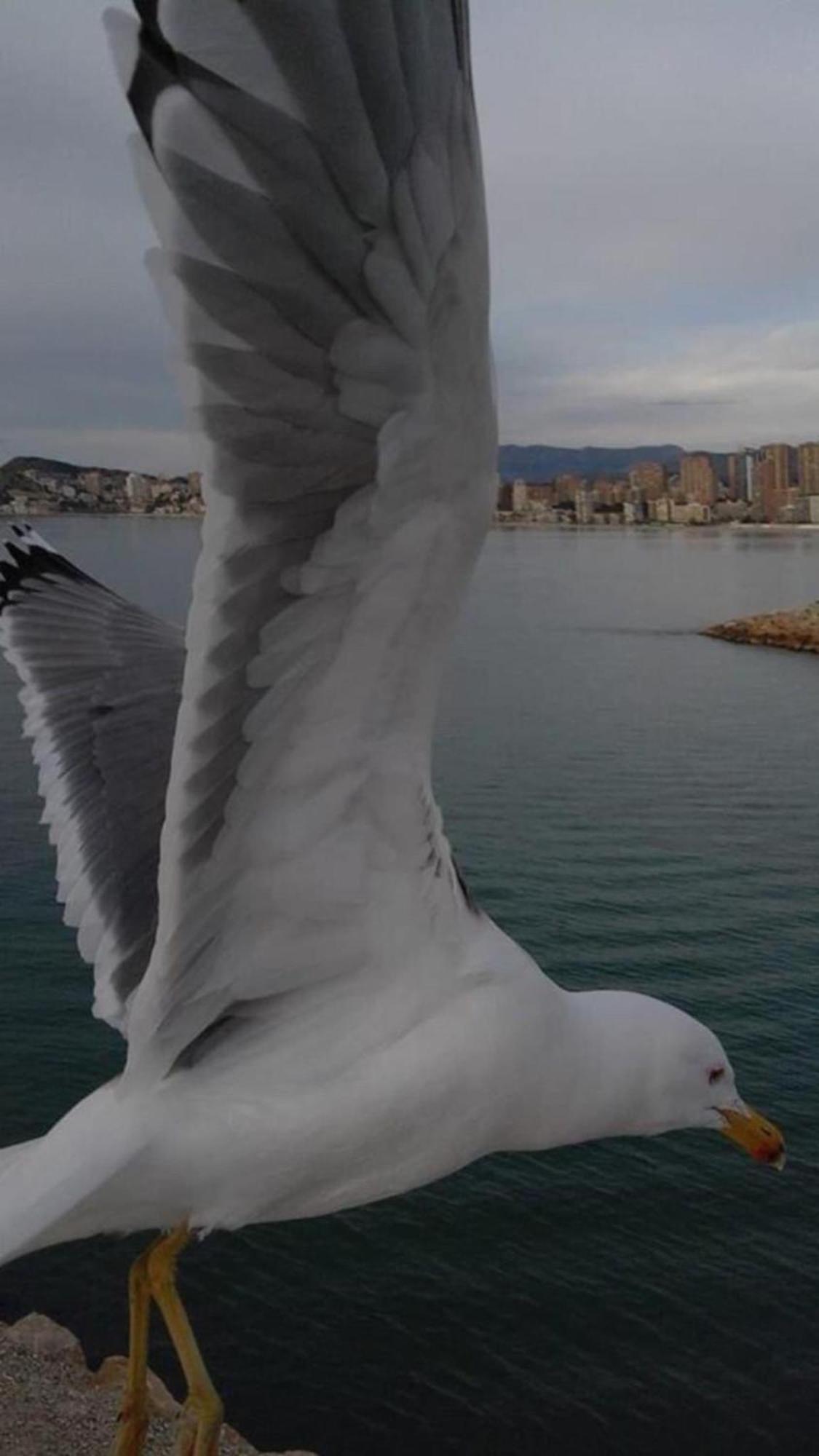 Appartement Levante *