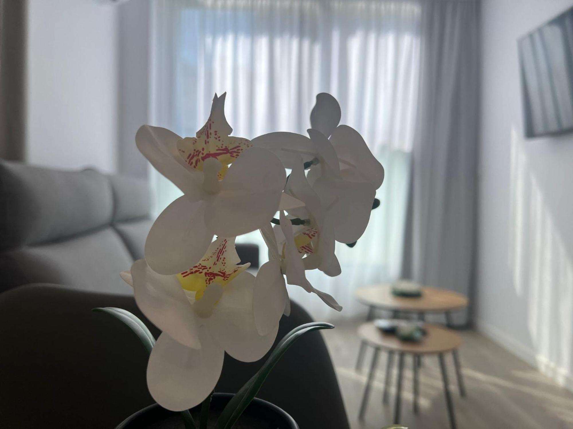 Aurea Pal 8 Y Gran Atenea Esperanto 5 * Benidorm